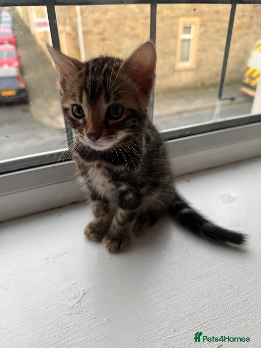 Bengal cats for sale: 6 Stunning Bengal kittens - Image 15