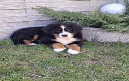 Bernese Mountain Dog dogs for sale: Bernese Mountain Dog – Best Friend for Life ❤️ - Image 4