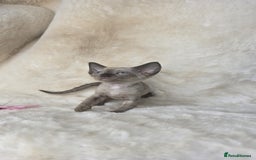 Devon Rex cats for sale: Devon Rex. 3 girls bominant blue eyes. All guts  - Image 5