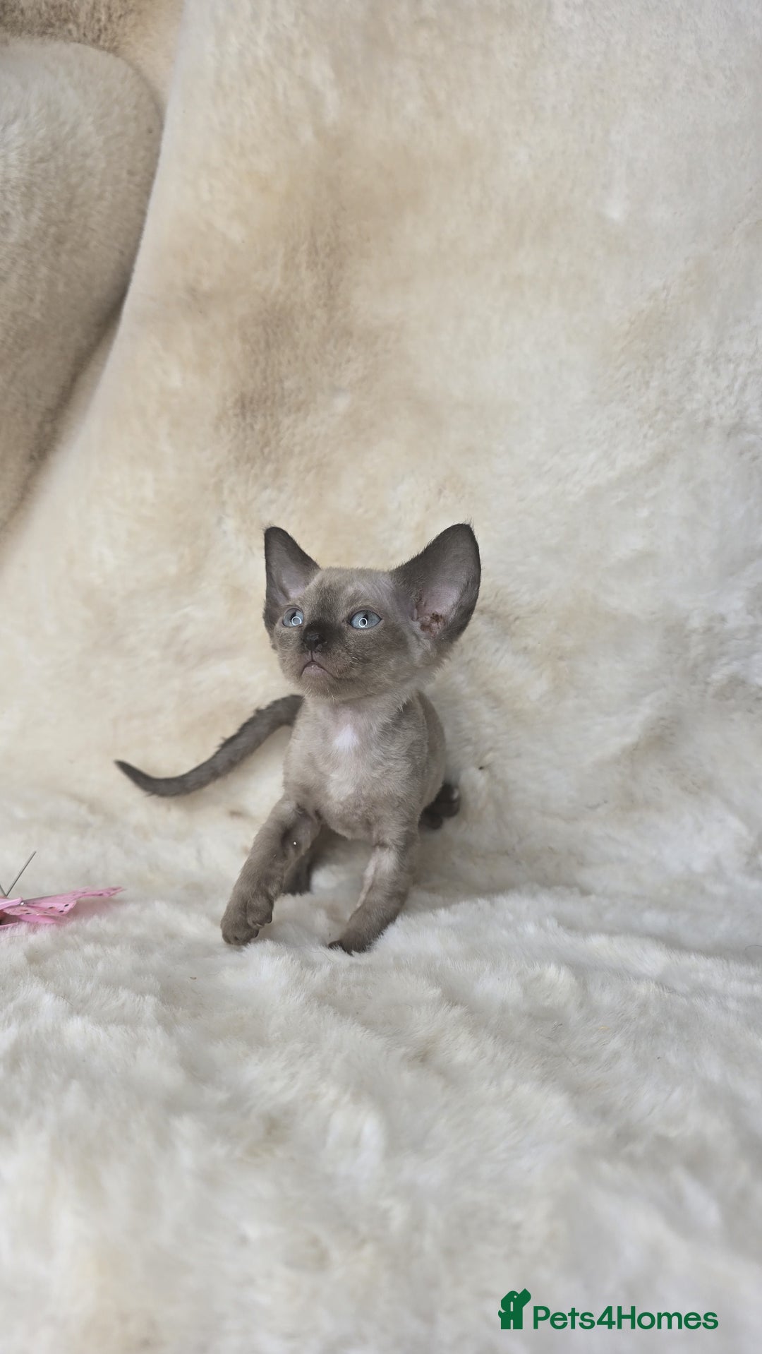 Devon Rex cats for sale: Devon Rex. 3 girls bominant blue eyes. All guts  - Image 5