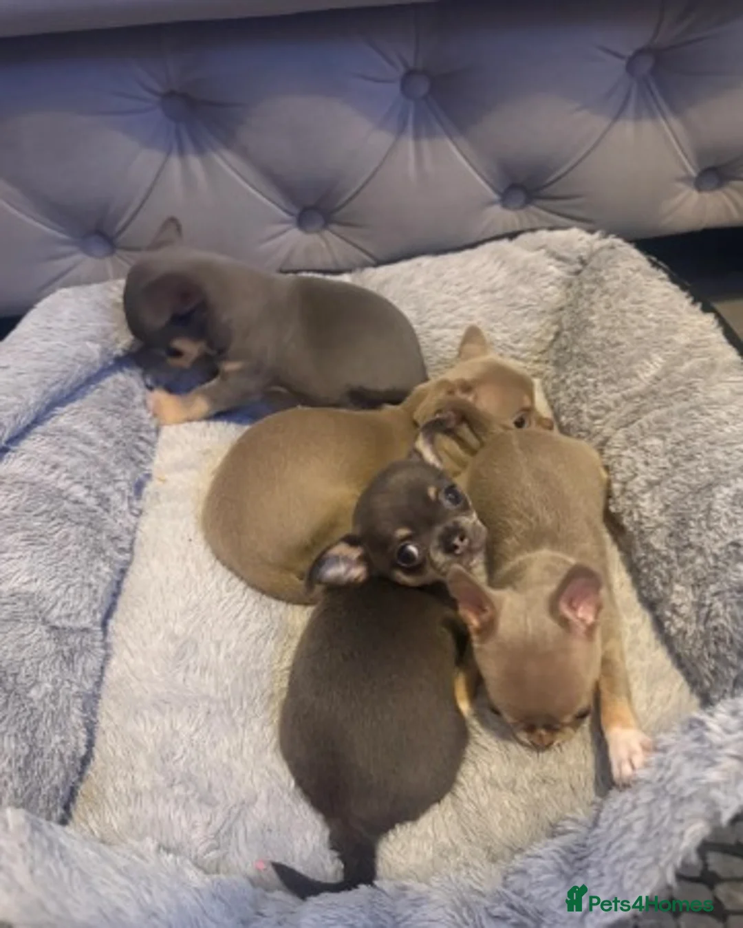 Chihuahua dogs for sale: Exceptional Chihuahua Puppies - Advert 6