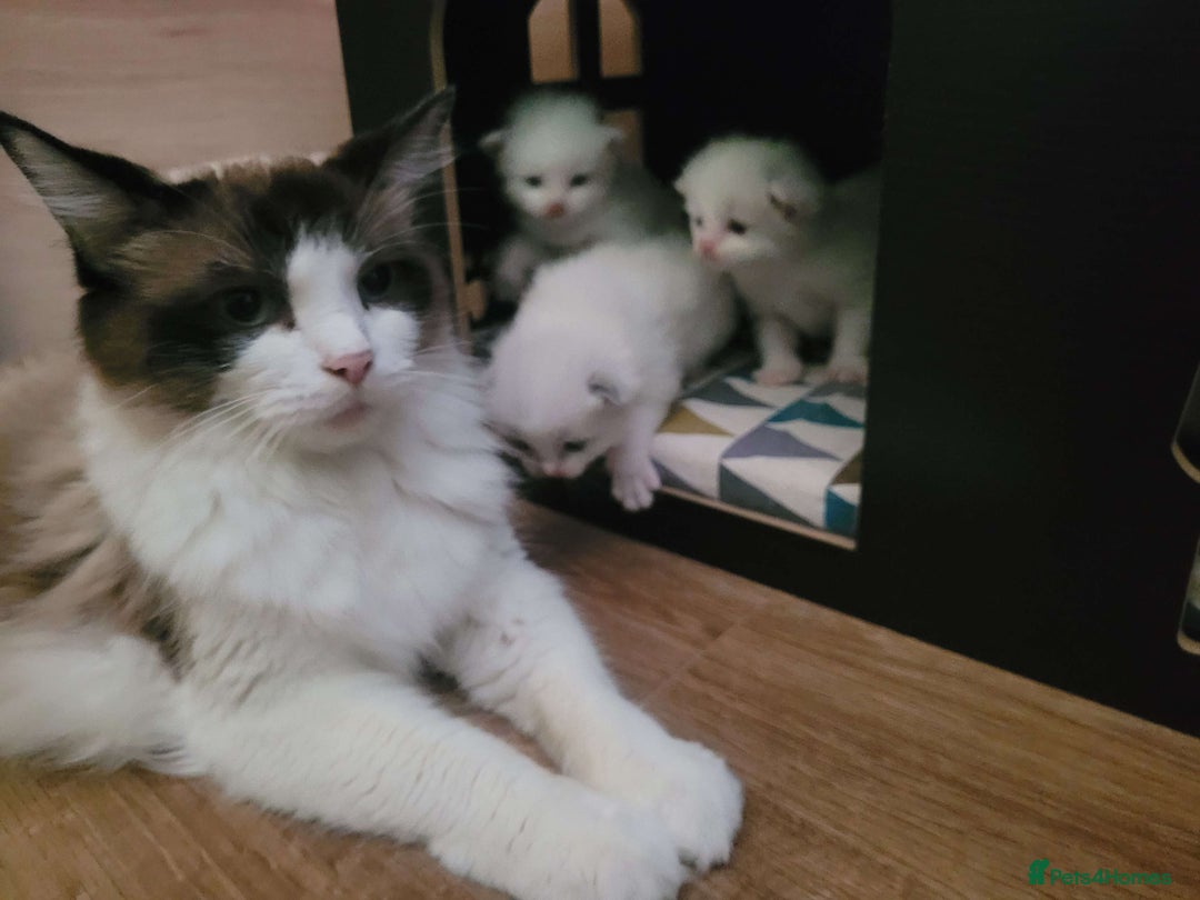 Ragdoll cats for sale: Litter of Five Gorgeous Ragdoll Kittens! - Image 11