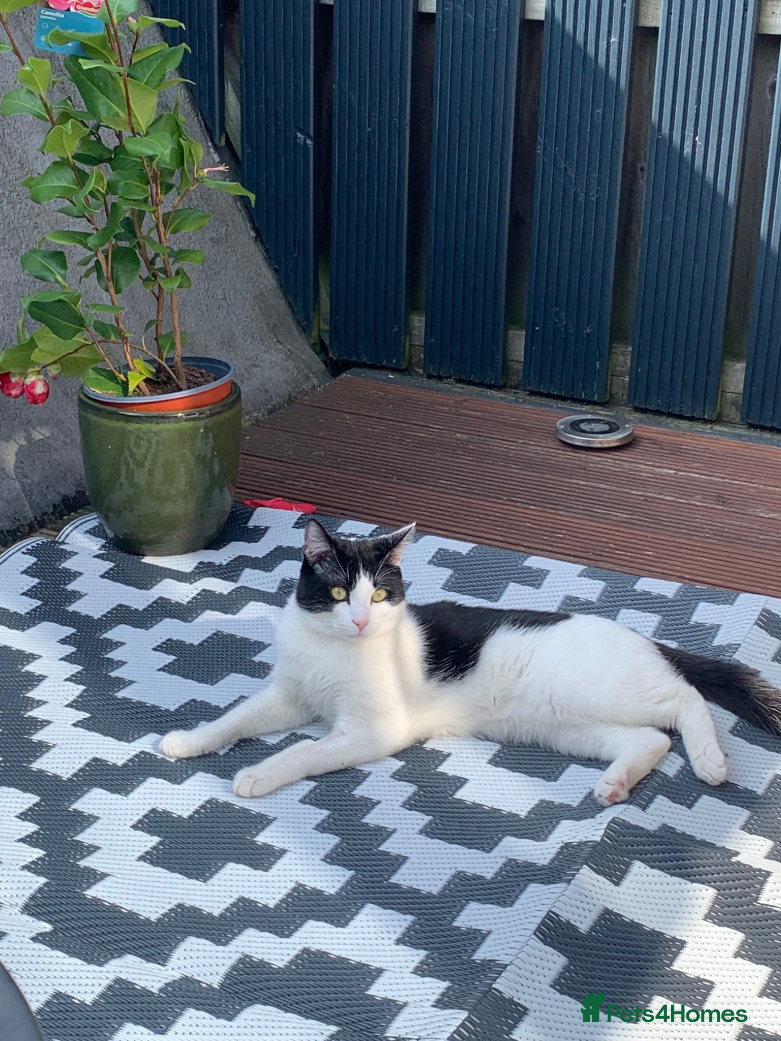 Mixed Breed cats 1 year old boy Huraira  - Advert 16