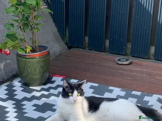 Mixed Breed cats 1 year old boy Huraira - Advert 10