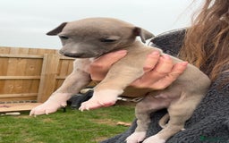 Whippet dogs for sale: OUTSTANDING PRESTIGIOUS LAGUNA BLUE WHIPPETS! KC - Image 8