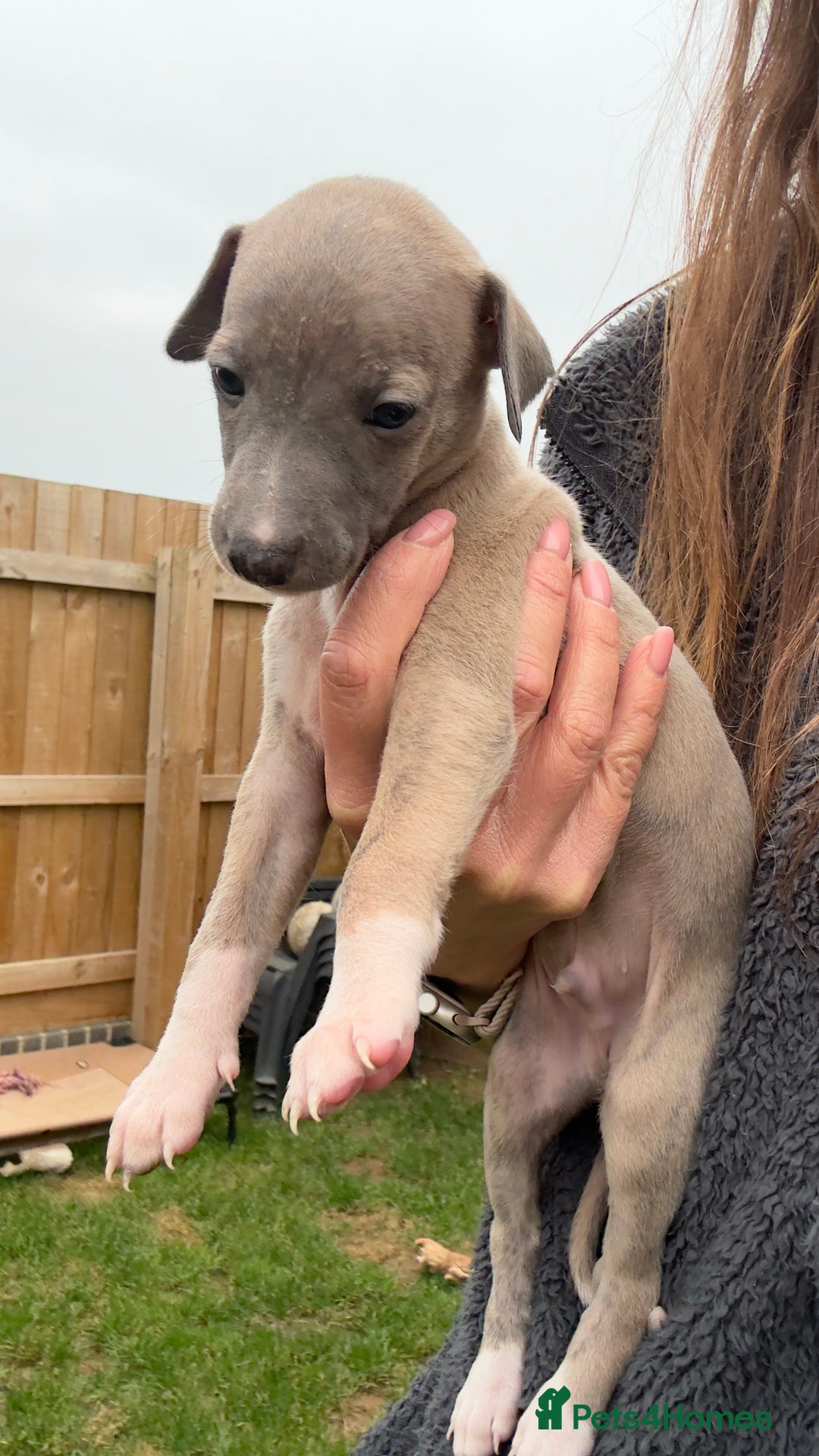 Whippet dogs for sale: OUTSTANDING PRESTIGIOUS LAGUNA BLUE WHIPPETS! KC - Image 8
