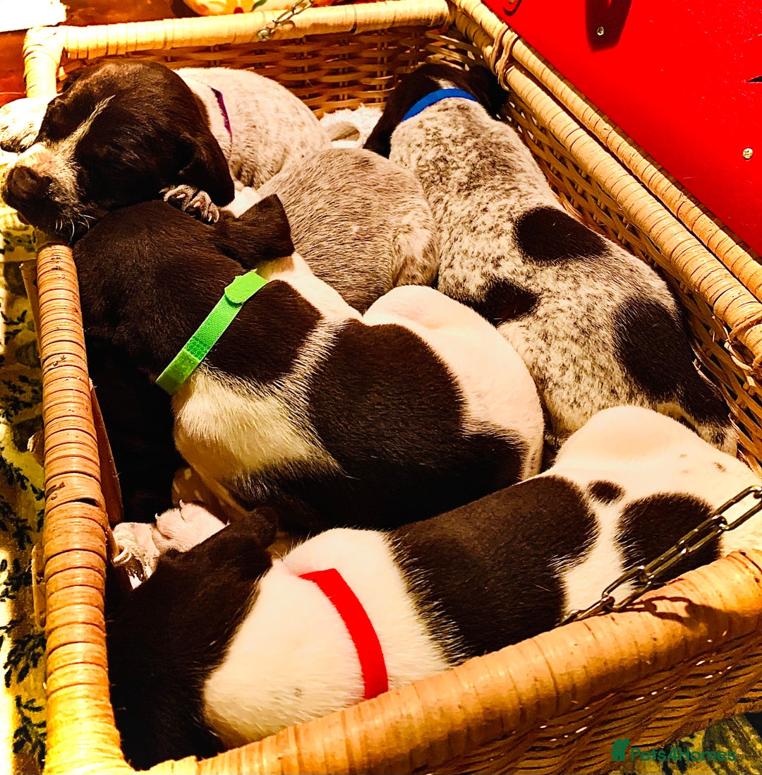 German Shorthaired Pointer dogs for sale: ⭐ 6 adorable German shorthaired pointer puppies ⭐️ - Advert 2