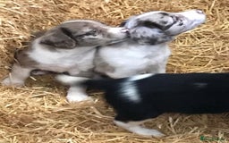Sprollie dogs for sale: Sprollie pups - Image 6