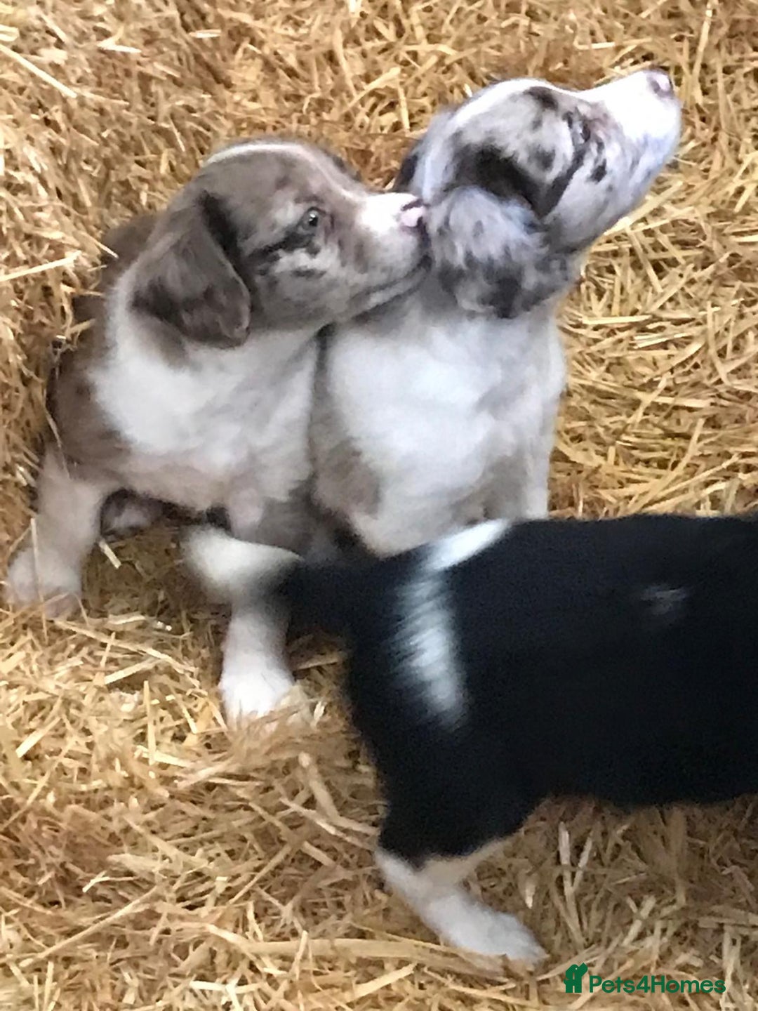 Sprollie dogs for sale: Sprollie pups - Image 6