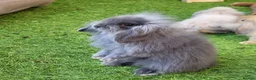 Mini Lion Lop rabbits for sale: Stunning Mini Lion Lops - READY SATURDAY - Advert 15