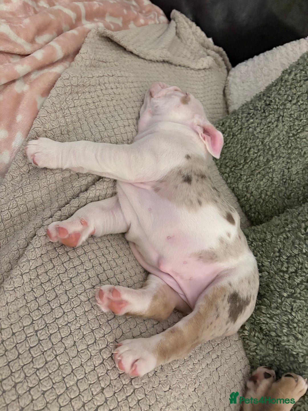 English Bulldog dogs for sale: British bulldog pups for sale - Advert 7