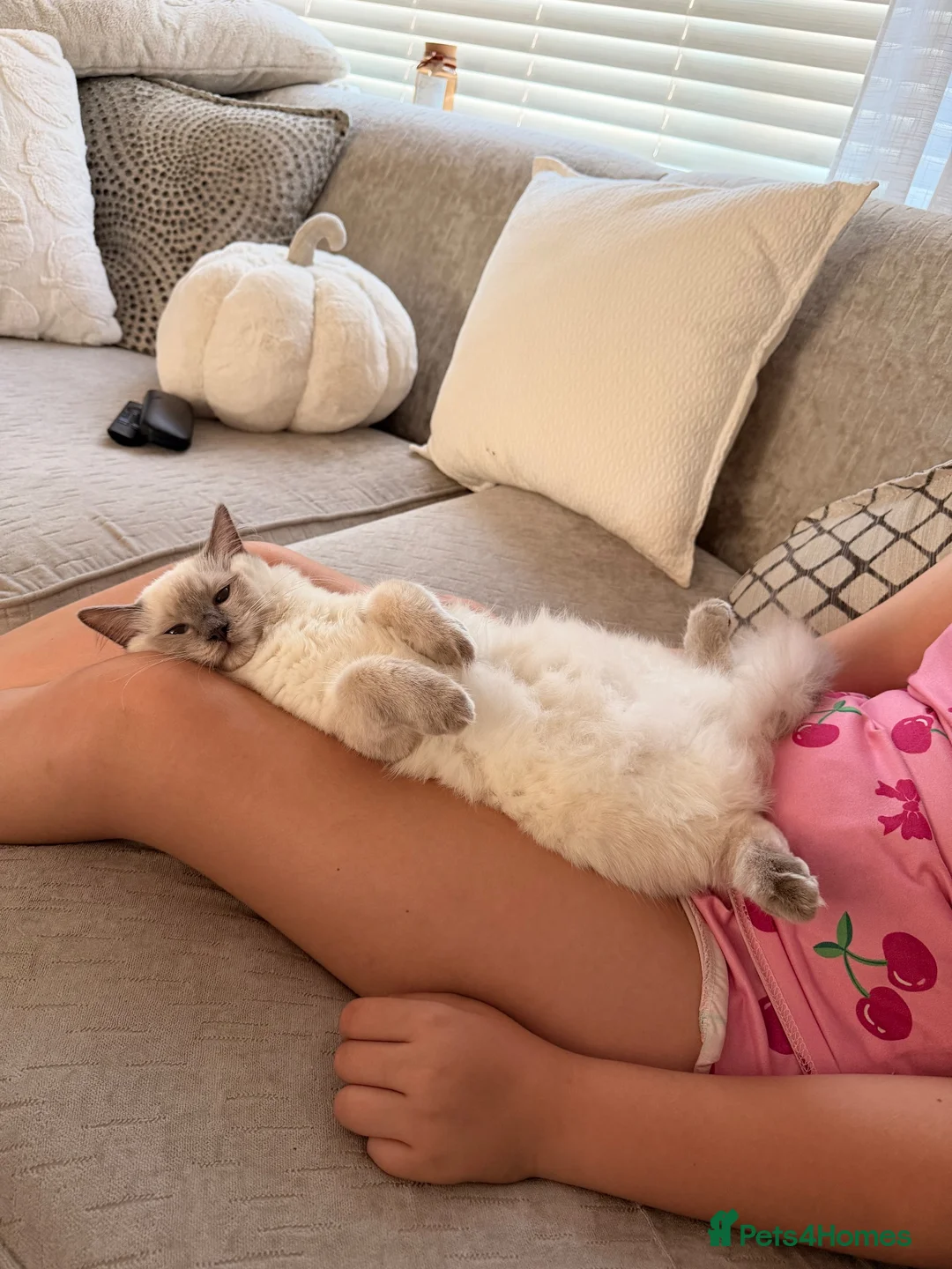 Ragdoll cats for sale: Beautiful blue mitted ragdoll girl xx - Advert 2