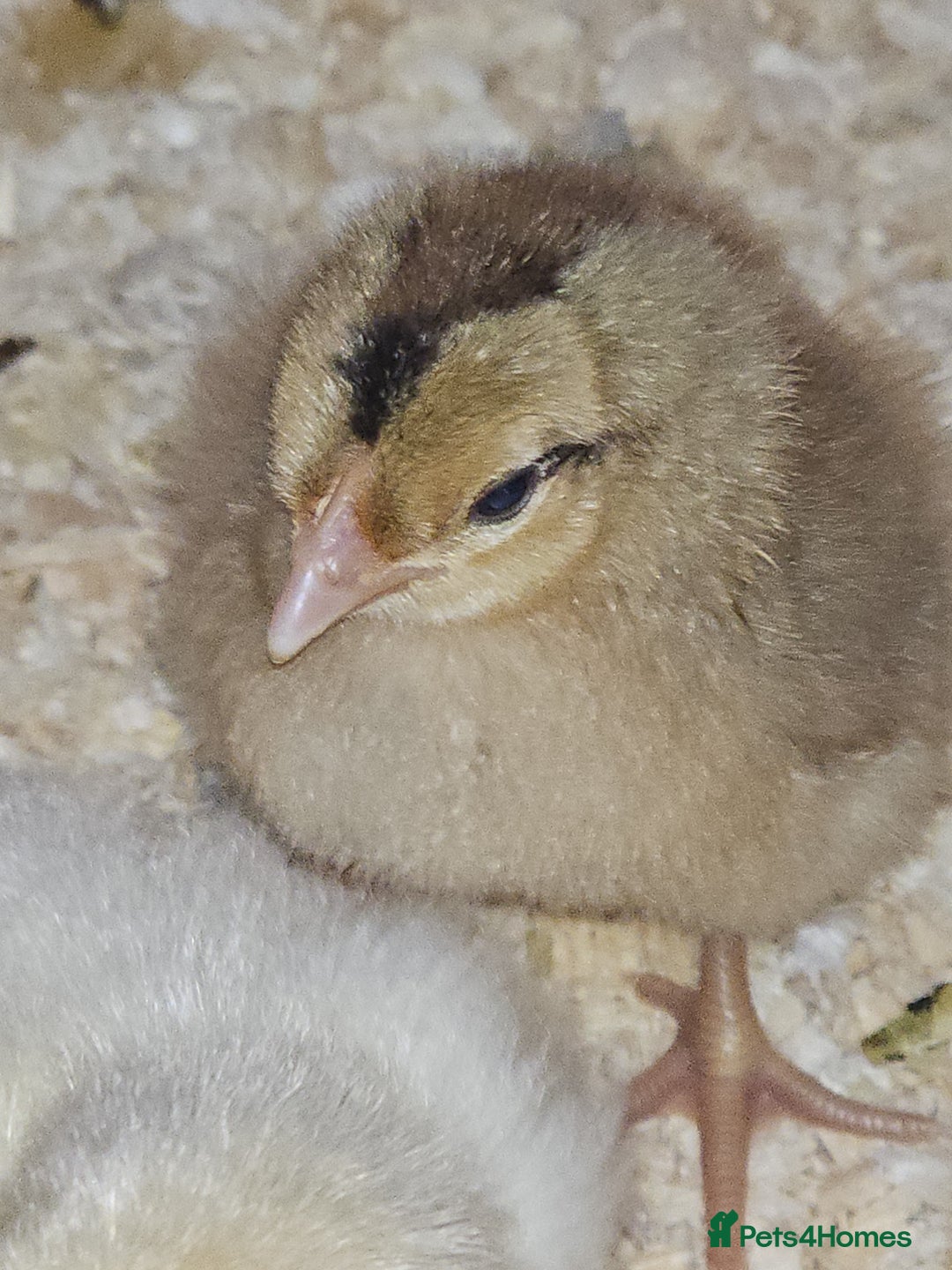 Chickens poultry for sale: Cream legbar chicks  - Image 5