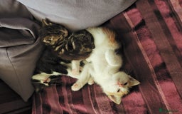 Khao Manee cats for sale: Mixed price Khao Manee kittens  - Image 24