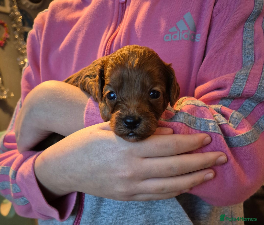 Cavapoo dogs for sale: TINY TOY CAVAPOO HEALTH TESTED  - Advert 12