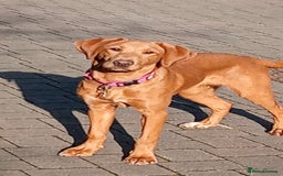 Labrador Retriever dogs for sale: Beautiful fox red girl looking for her forever hom - Image 11