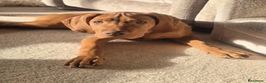 Hungarian Vizsla Puppy 