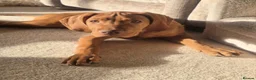 Hungarian Vizsla dogs for sale: Hungarian Vizsla Female, exceptional pedigree - Advert 1