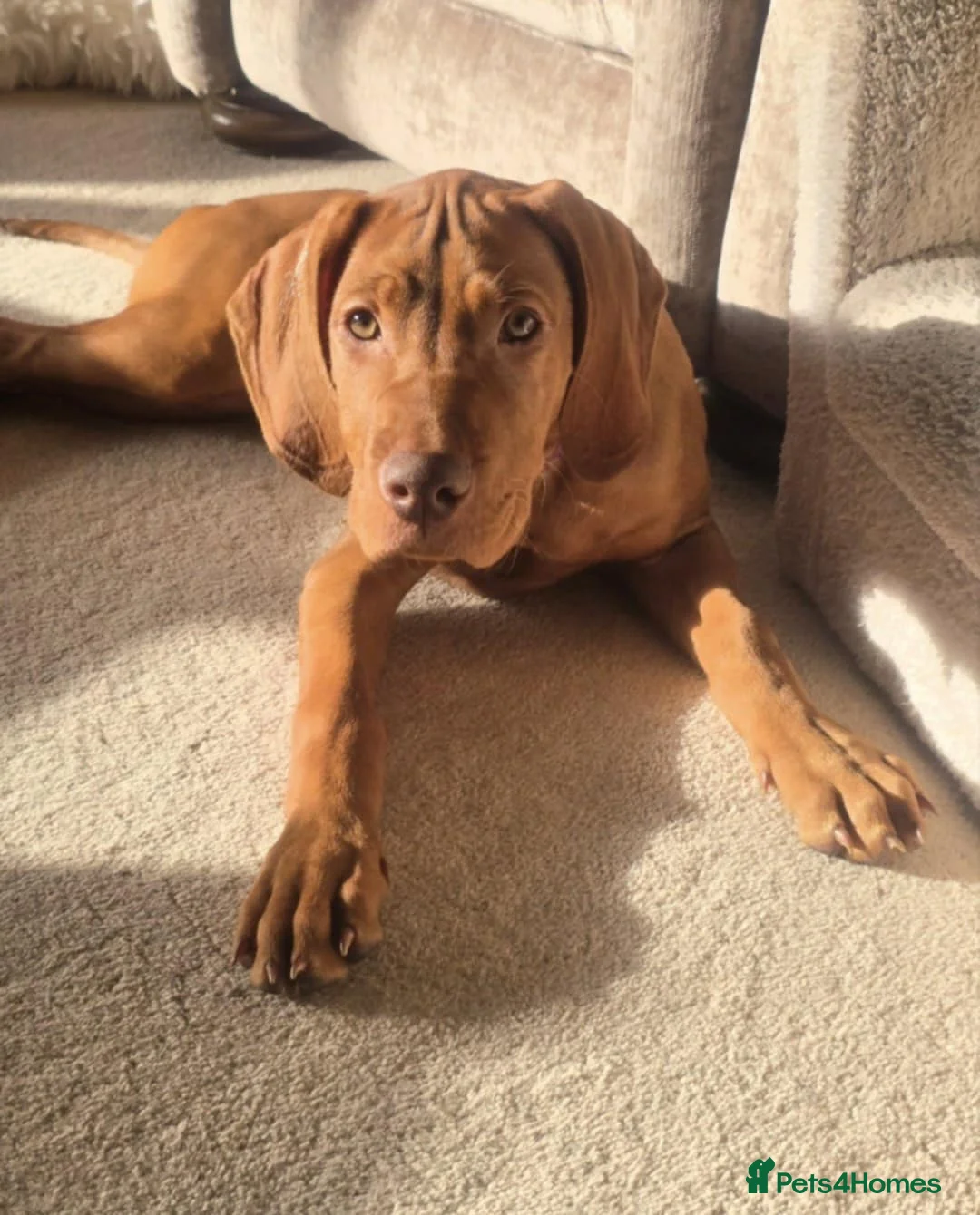 Hungarian Vizsla dogs for sale: Hungarian Vizsla Female, exceptional pedigree - Advert 1