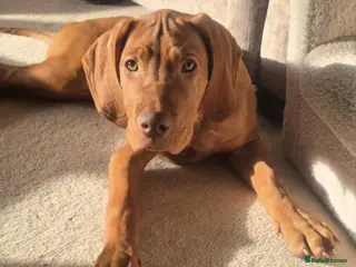 Hungarian Vizsla dogs Hungarian Vizsla female 6 months - Advert 1