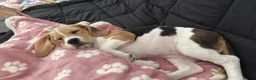 Beagle dogs for sale: Beautiful beagle girl  - Advert 5