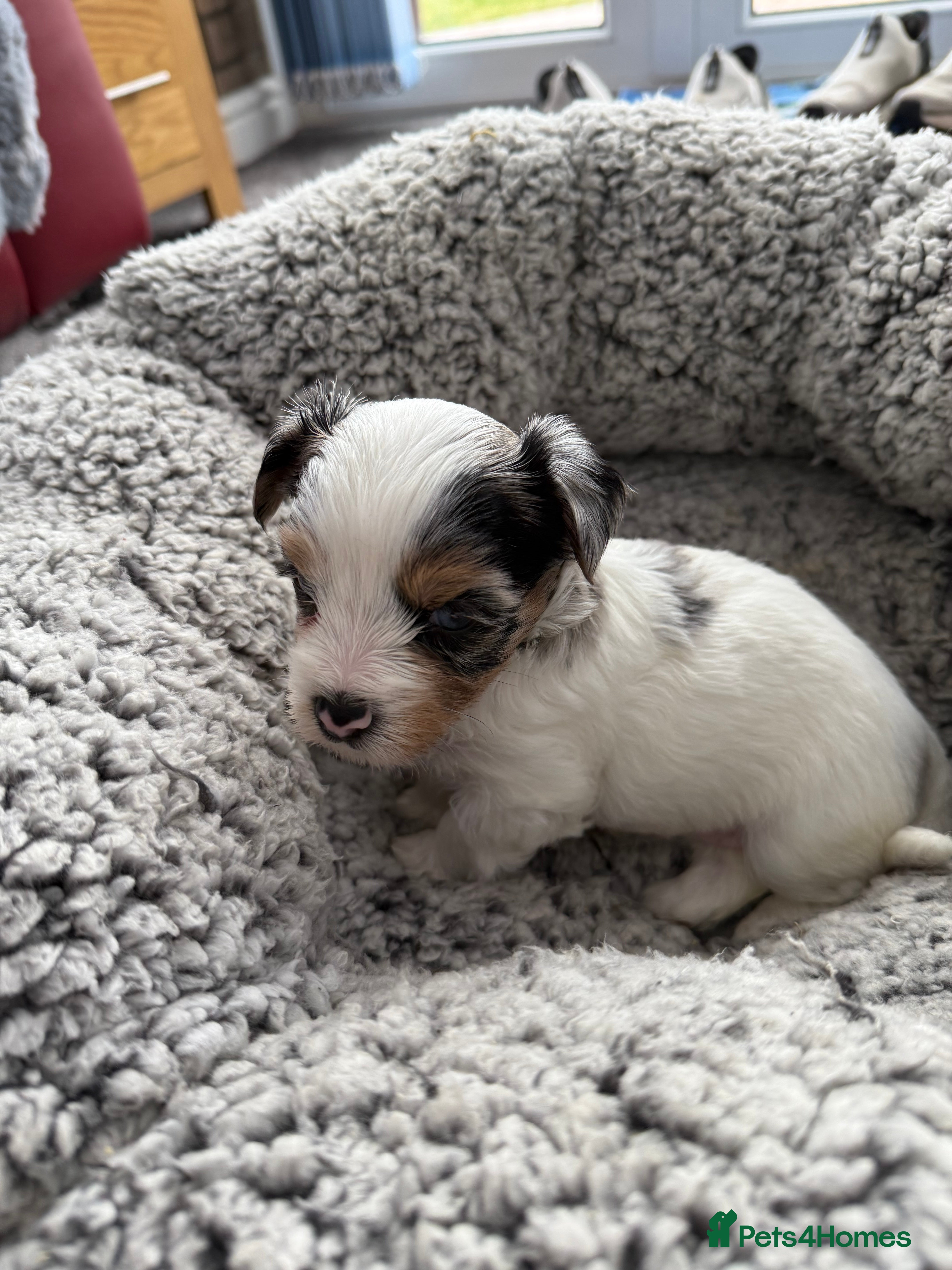 Biewer Terrier dogs Beautiful Biewer puppies  - Advert 4