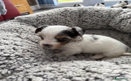 Biewer Terrier dogs for sale: Beautiful Biewer puppies  - Image 1