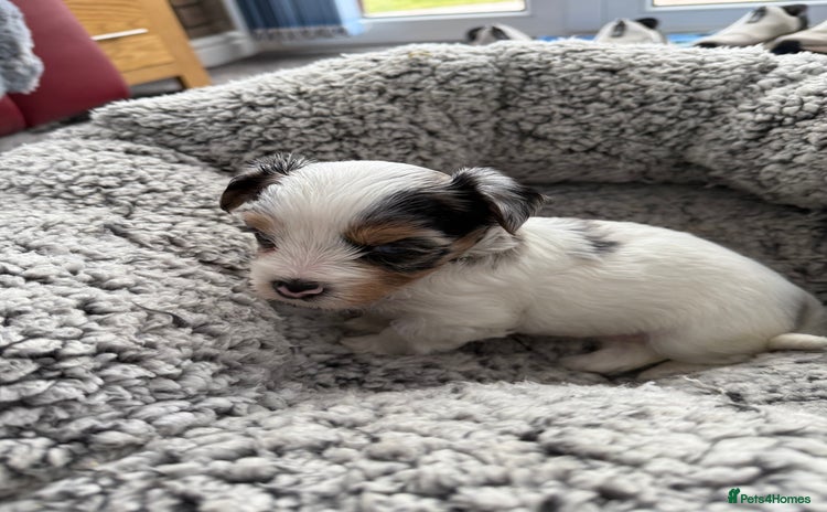 Biewer Terrier dogs - Advert 2