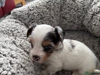 Biewer Terrier dogs - Advert 12