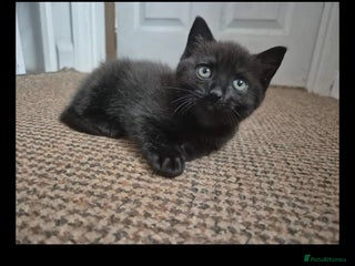 British Shorthair cats - Advert 4