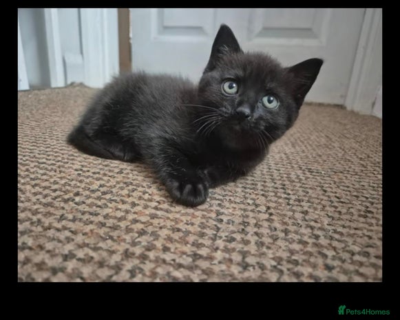 British Shorthair cats - Advert 2