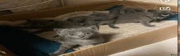 Russian Blue cats for sale: Blue Russian Kittens - Advert 5