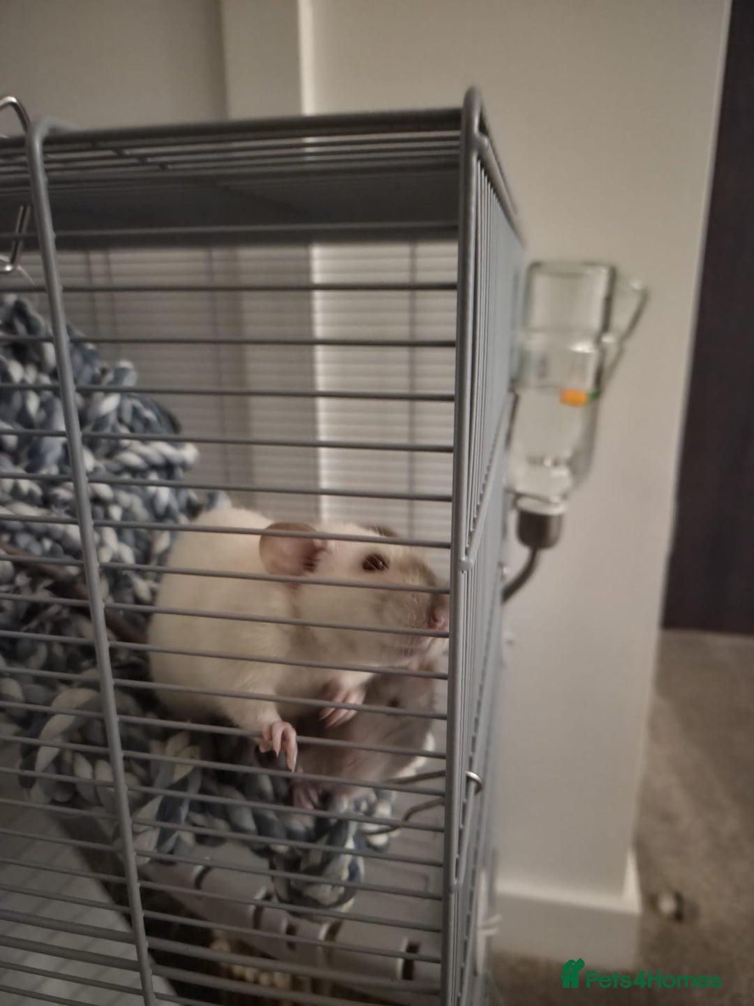 Rat rodents for sale: Fancy Rats for SALE - Advert 6