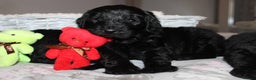Goldendoodle dogs for sale: F1 Goldendoodle black Puppies - Advert 32