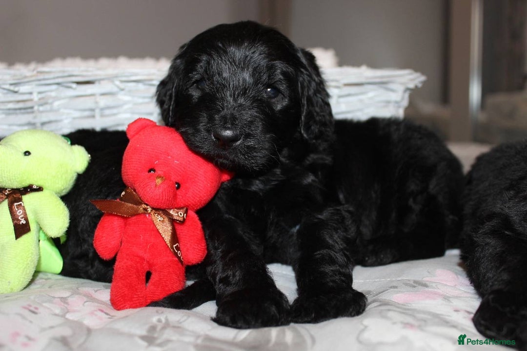 Goldendoodle dogs for sale: F1 Goldendoodle black Puppies - Advert 32