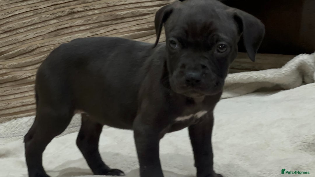 Cane Corso dogs for sale: Cane Corso Puppies for Sale - Image 10