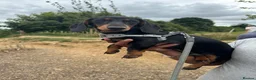 Miniature Dachshund dogs for stud: 🩵Miniature dachshund for stud🩵 in Cheltenham - Advert 7