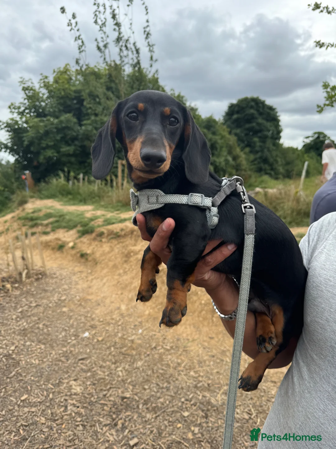 Miniature Dachshund dogs for stud: 🩵Miniature dachshund for stud🩵 in Cheltenham - Advert 7