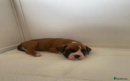 Boxer dogs for sale: Stunning Bob and long tail litter - Image 6