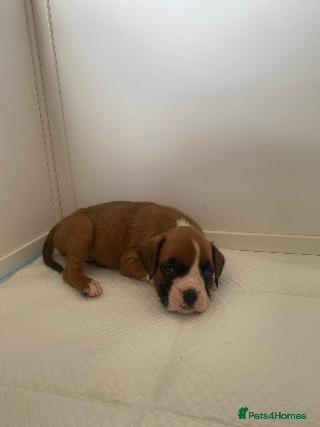 Boxer dogs for sale: Stunning Bob and long tail litter - Image 6