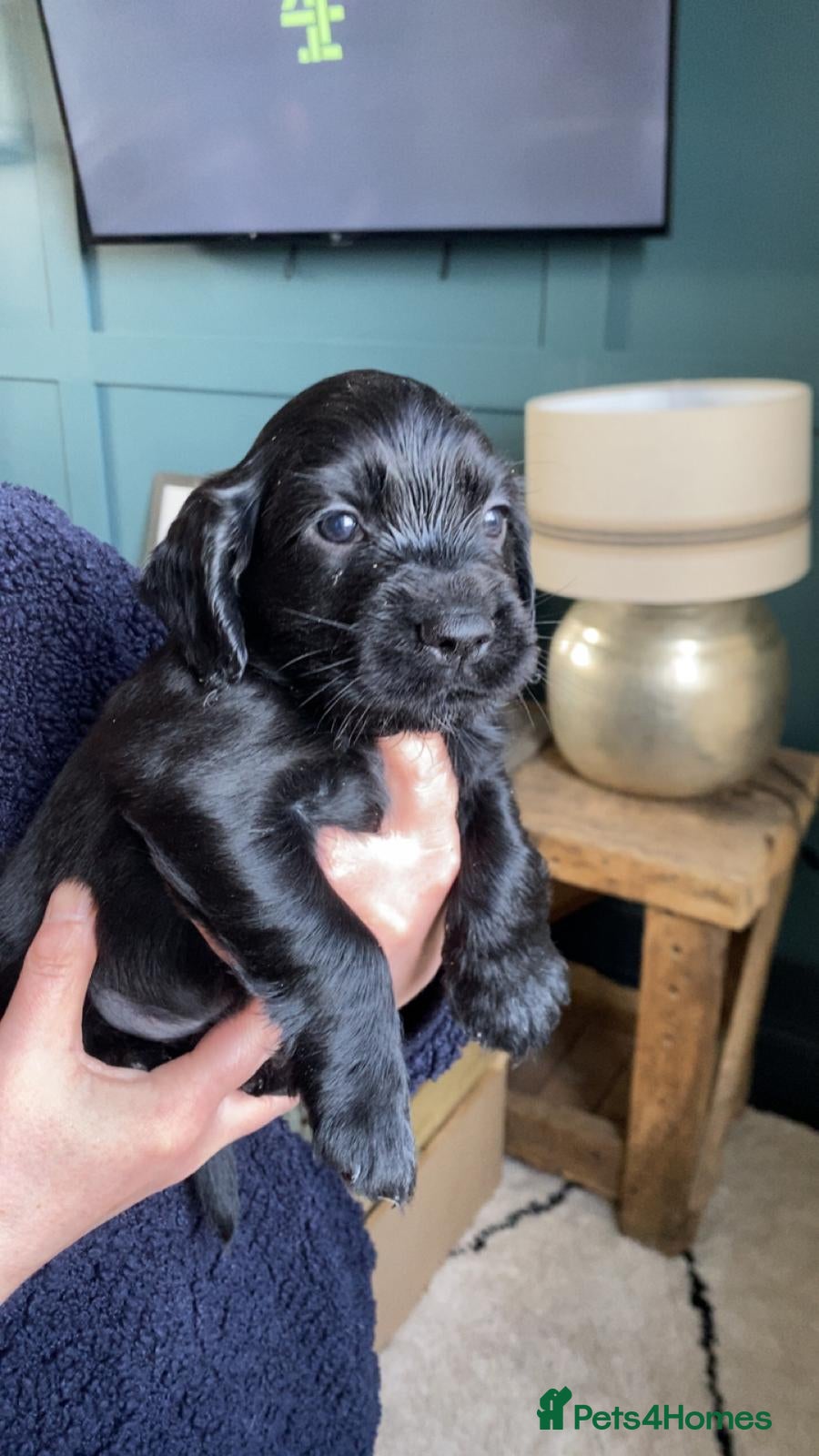 Cocker Spaniel dogs Working Cocker Spaniel Puppies - Advert 3