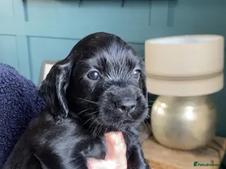 Cocker Spaniel dogs Working Cocker Spaniel Puppies - Advert 3