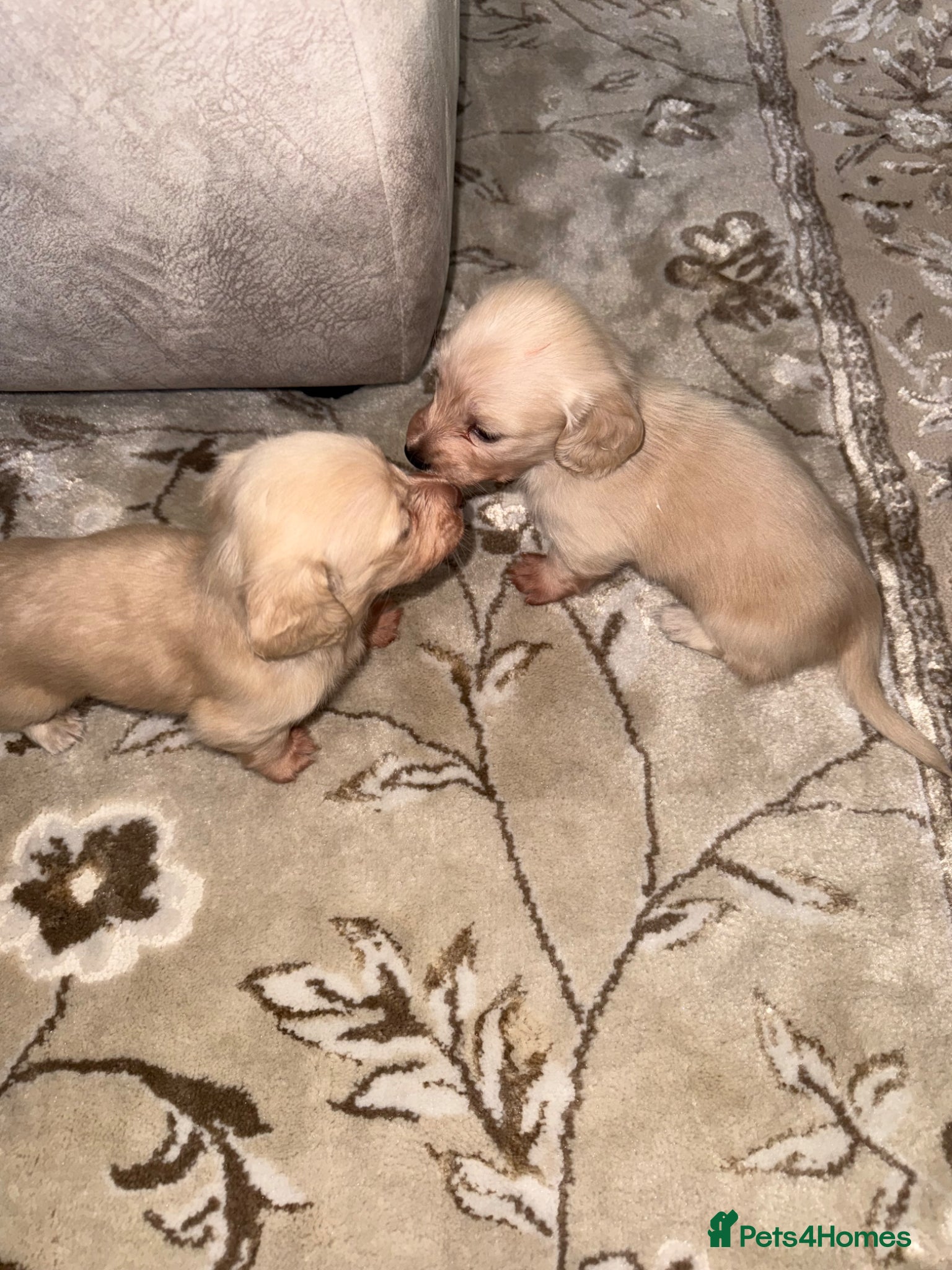 Miniature Dachshund dogs eeii Bright cream KC! Longhair miniature dachshund - Advert 2