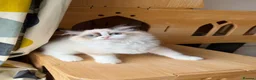 Ragdoll cats for sale: Adorable Ragdoll Kittens - 12 Weeks, Ready Now - Advert 15