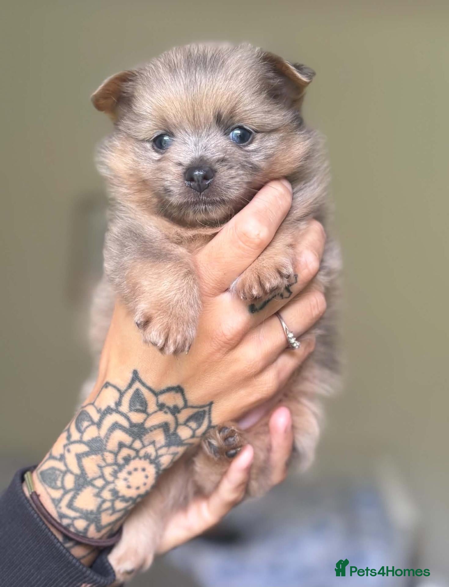 Pomeranian dogs Rare Merles!! lilac/tan boy and Choc/ tan girl ❤️  - Advert 5