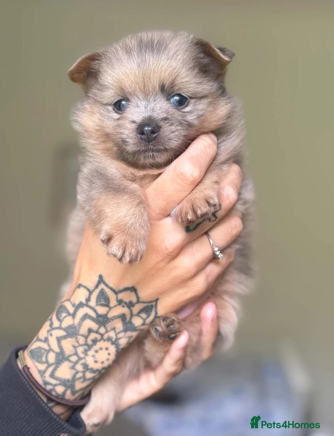 Pomeranian dogs for sale: Rare Merles!! lilac/tan boy and Choc/ tan girl ❤️  - Advert 1