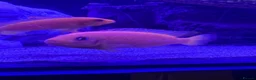 Cichlids fish for sale: African Cichlids & Tropical Fish - Bulk  - Advert 7