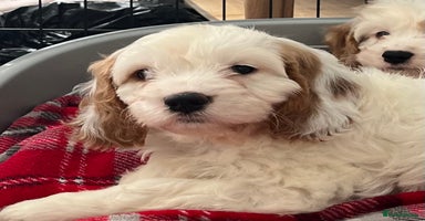 Cavapoo dogs - Advert 7