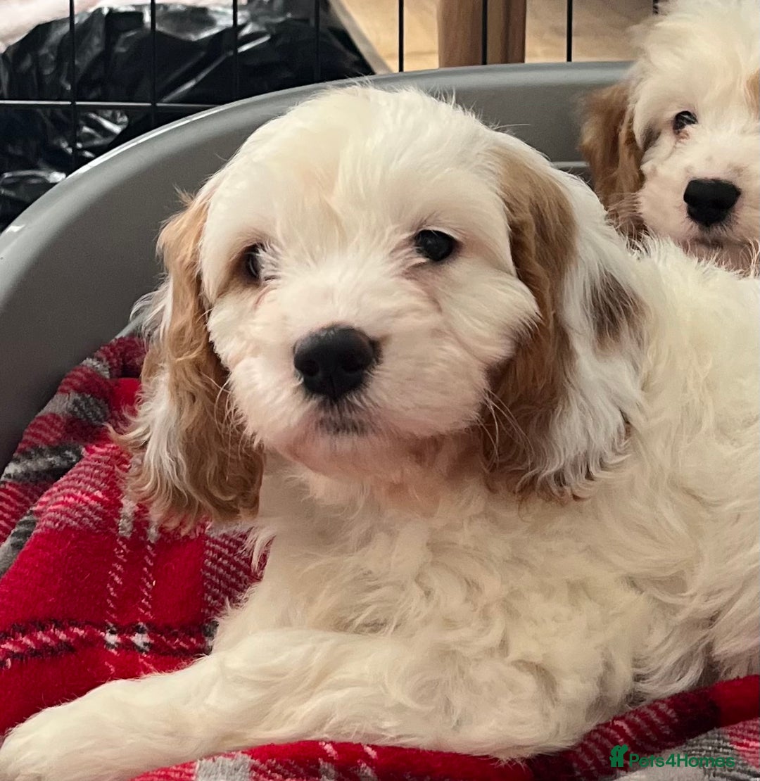 Cavapoo dogs for sale: 🐶🐩 7 HEALTH CLEAR ADORABLE CAVAPOO PUPPIES 🐩🐶  - Image 3