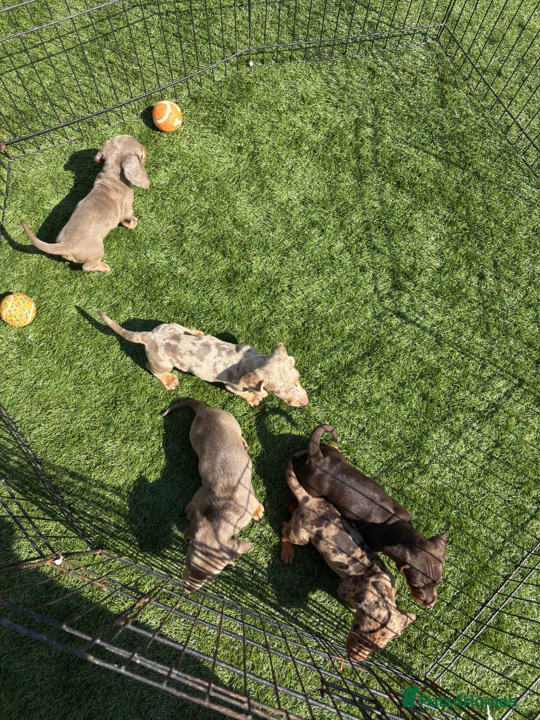 Miniature Dachshund dogs for sale: Kc miniature dachshund  ready now 🐶 in Manchester - Image 8